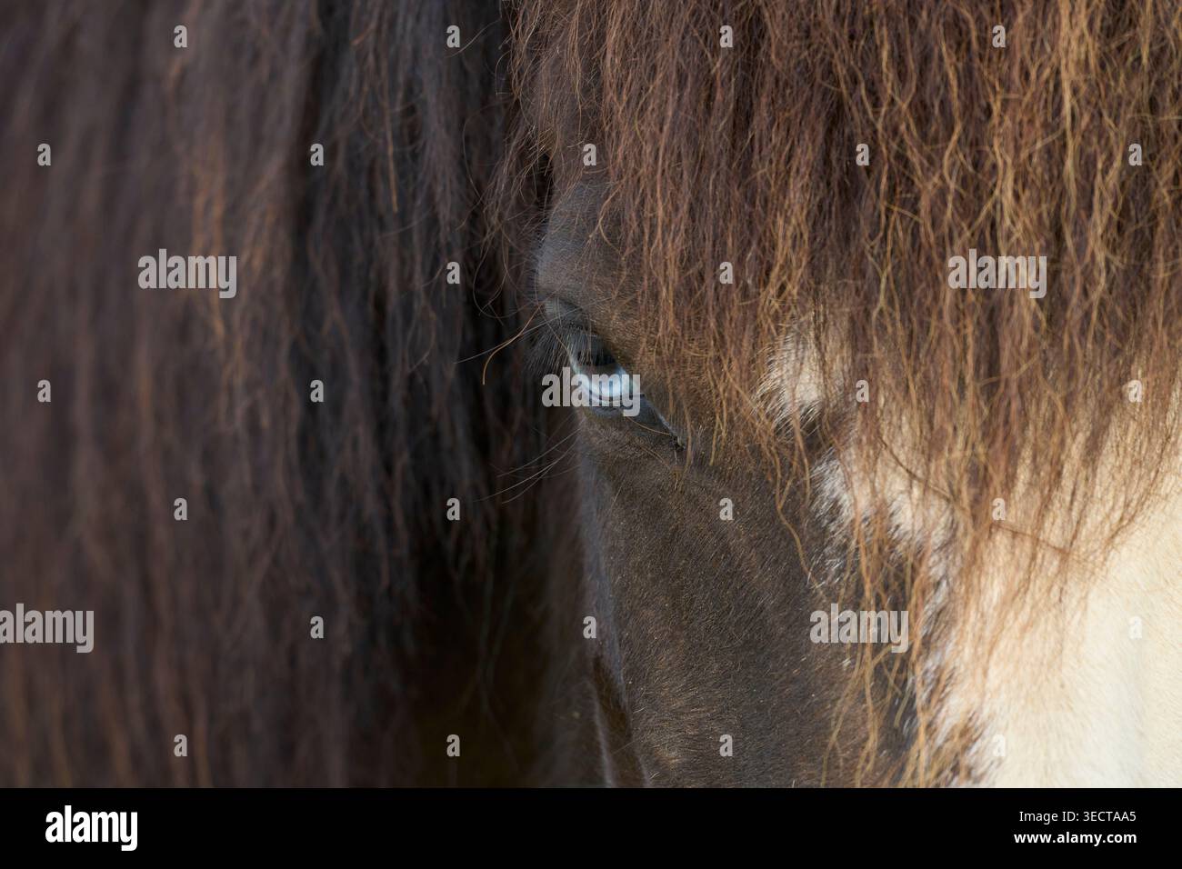Cheval islandais. Akranes, Vesturland, Islande. Juillet Banque D'Images