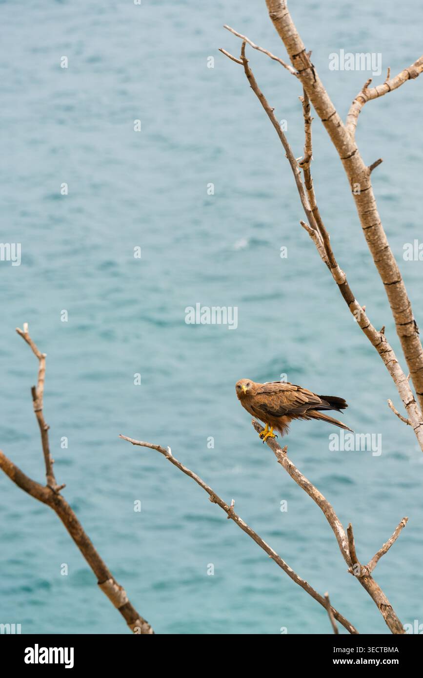 Oiseau de proie brun perché sur une branche sèche au-dessus de la mer Turquoise Banque D'Images
