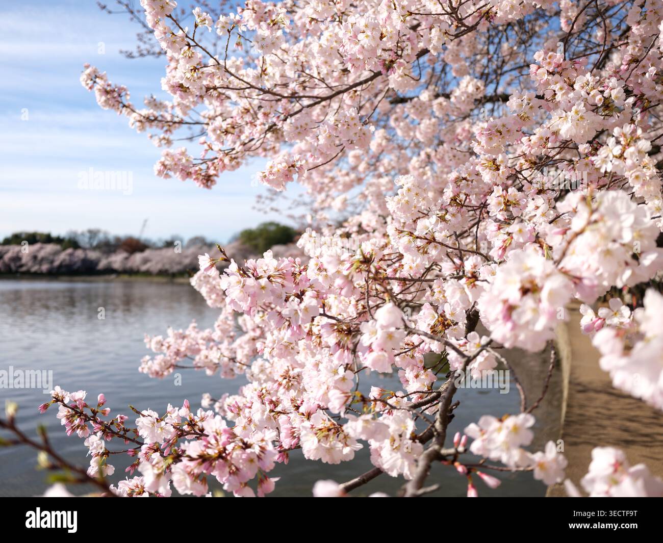 Yoshino Cherry Blossoms Peak Bloom Tidal Basin Washington DC États-Unis / WASHINGTON, DC — les branches de cerisier Yoshino affichent des grappes denses de fleurs roses pâles et blanches en pleine floraison, surplombant les eaux du Tidal Basin près d'un sentier piétonnier pavé. La cerise de Yoshino (Prunus × yedoensis) est une espèce hybride cultivée prisée pour ses fleurs printanières prolifiques qui émergent avant son feuillage. Les bosquets environnants proviennent d'un don diplomatique de 3 000 arbres de Tokyo aux États-Unis en 1912. Le stade de floraison maximal, défini comme lorsque 70 % des fleurs sont complètement ouvertes, est A. Banque D'Images