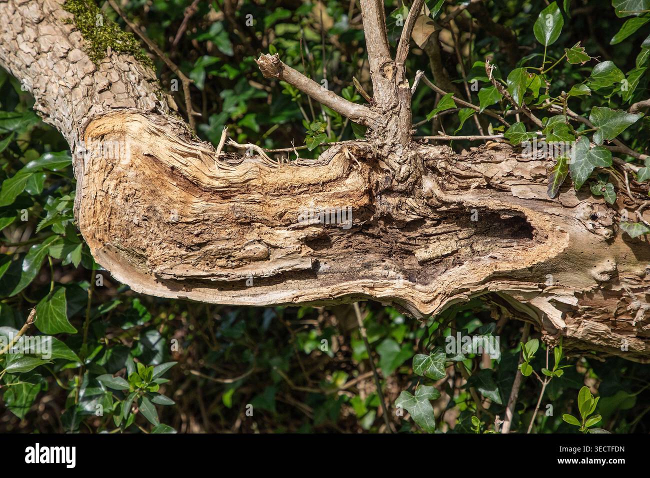 La branche de haie brisée se décompose en un riche refuge naturel, abritant des coléoptères, des pollinisateurs et d'innombrables insectes à la lisière des bois. Banque D'Images