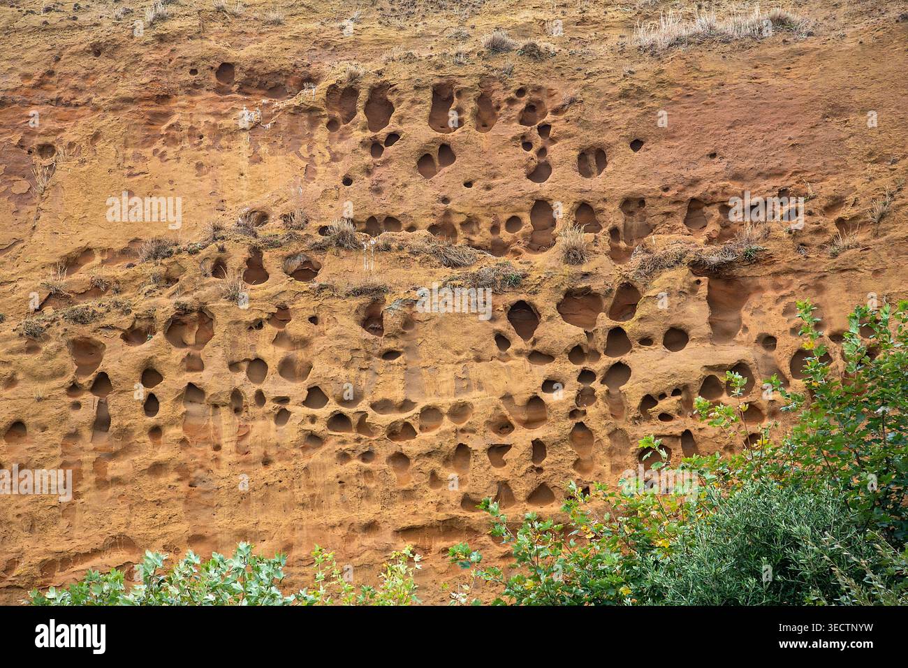 Face de falaise en nid d'abeilles sculptée par les oiseaux nicheurs et l'érosion, où les colonies creusent dans le grès tendre pour abriter et élever leurs petits. Banque D'Images