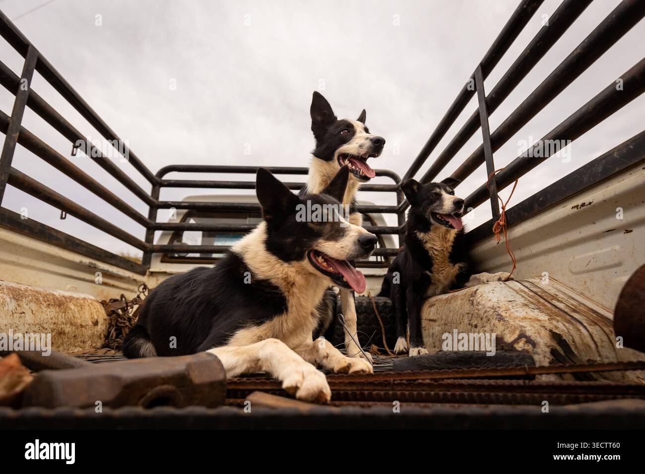 Trois chiens de collie à bordure noire et blanche sont assis et allongés dans le lit d'un camion à parois métalliques à l'extérieur. Banque D'Images