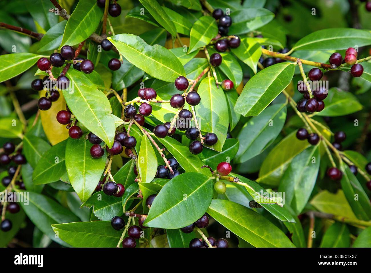 Feuilles vert brillant et grappes de baies violettes profondes sur un laurier de la cerise de Caroline, un arbuste à feuilles persistantes commun trouvé dans les paysages chauds. Banque D'Images