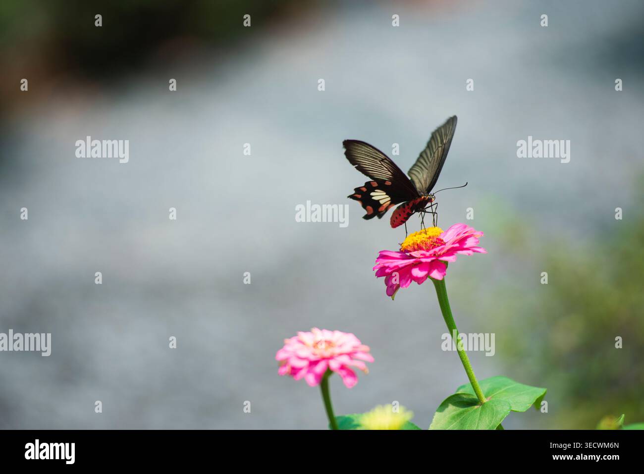 Élégant papillon noir à queue d'aronde perché sur une fleur de zinnia rose vibrante dans un jardin ensoleillé, avec un beau bokeh et une scène de nature paisible. Banque D'Images