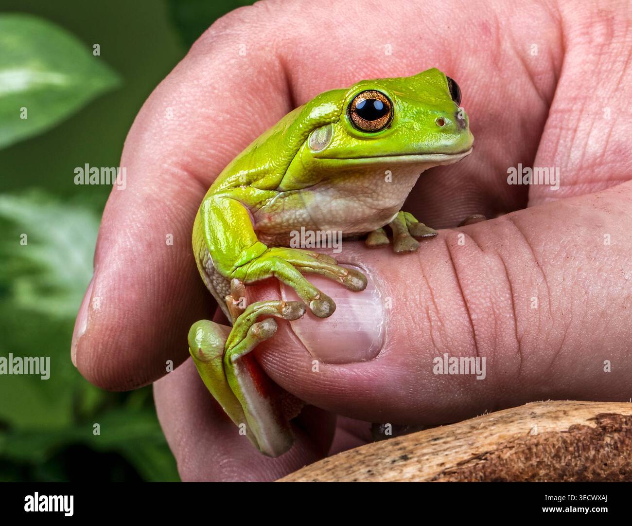 La grenouille arbre de White vert vif perchée doucement dans une main, montrant ses yeux brillants, sa peau lisse et ses orteils grimpants délicats. Banque D'Images