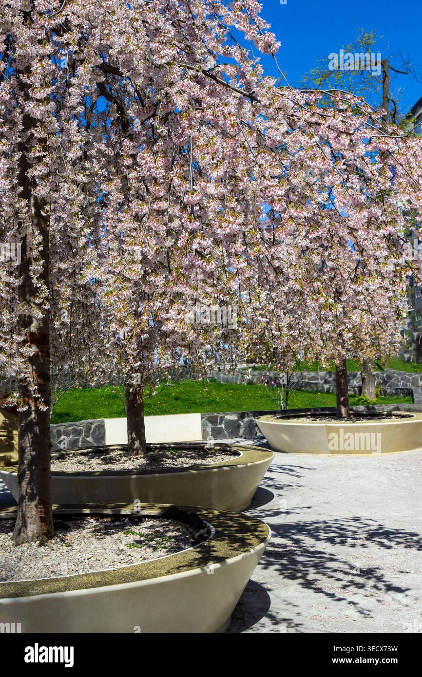Pommiers de printemps avec branches à fleurs suspendues dans un parc de la ville Banque D'Images