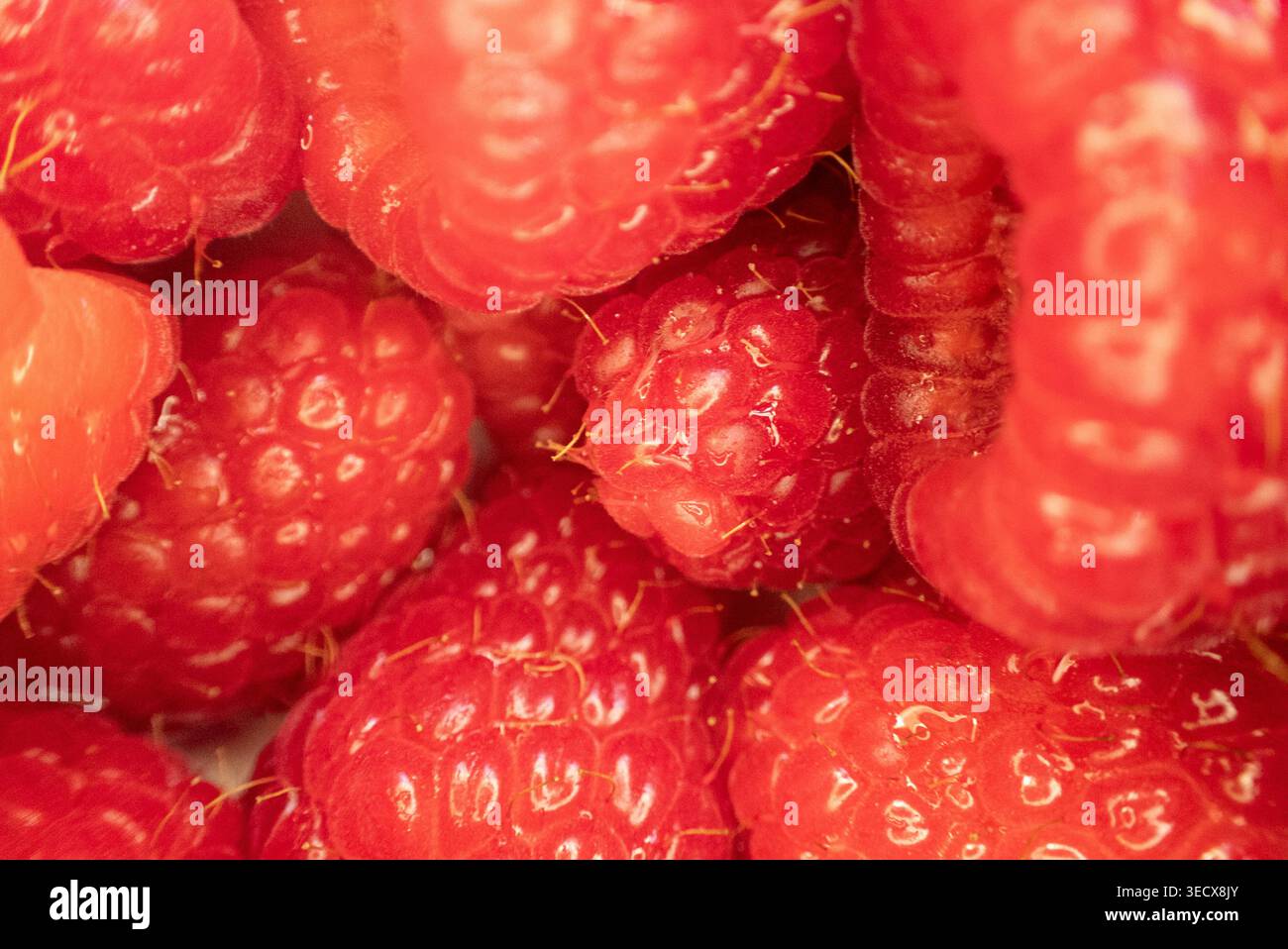 Gros plan de framboises rouges mûres comme fond naturel Banque D'Images