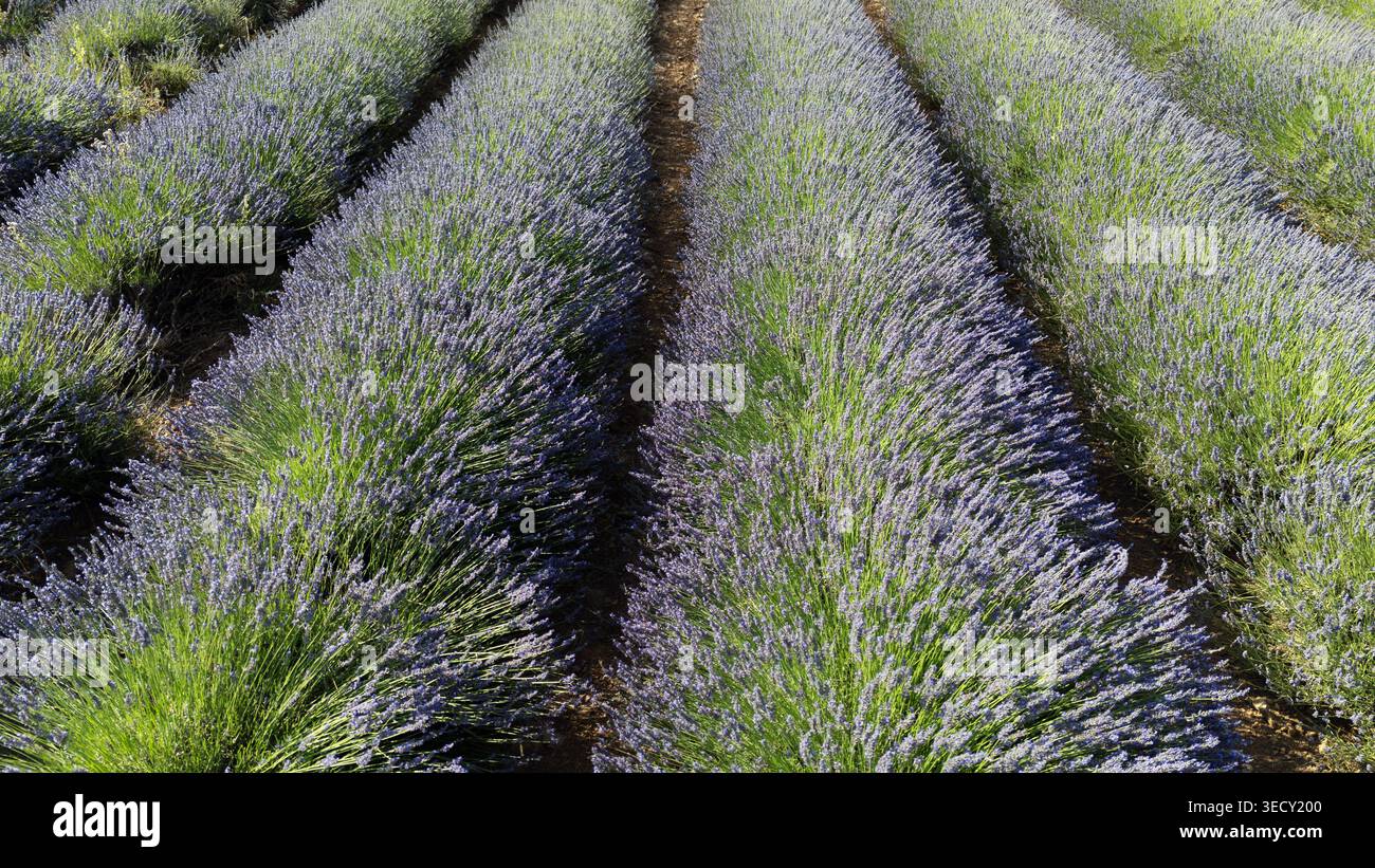 Vue aérienne des rangées de champs de lavande. Paysage pittoresque de plantes de lavande violettes dans de longues lignes de perspective sur une ferme en Espagne. Banque D'Images