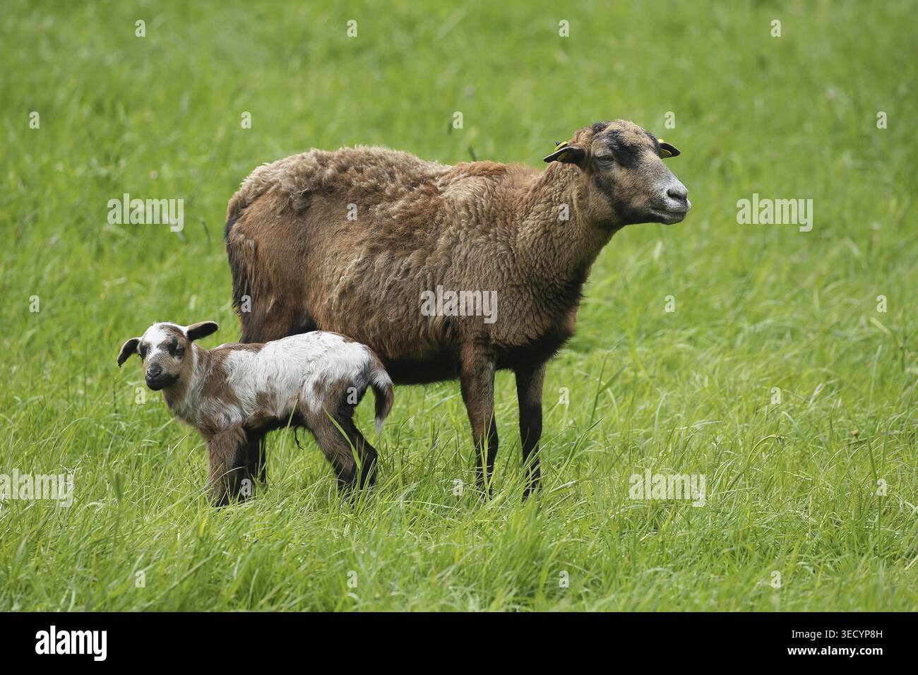 Mouton camerounais (Ovis aries) mère avec agneau de deux jours, cordon ombilical reste encore clairement visible, libre de liberté dans une ferme, Allgaeu, Bavière, allemand Banque D'Images