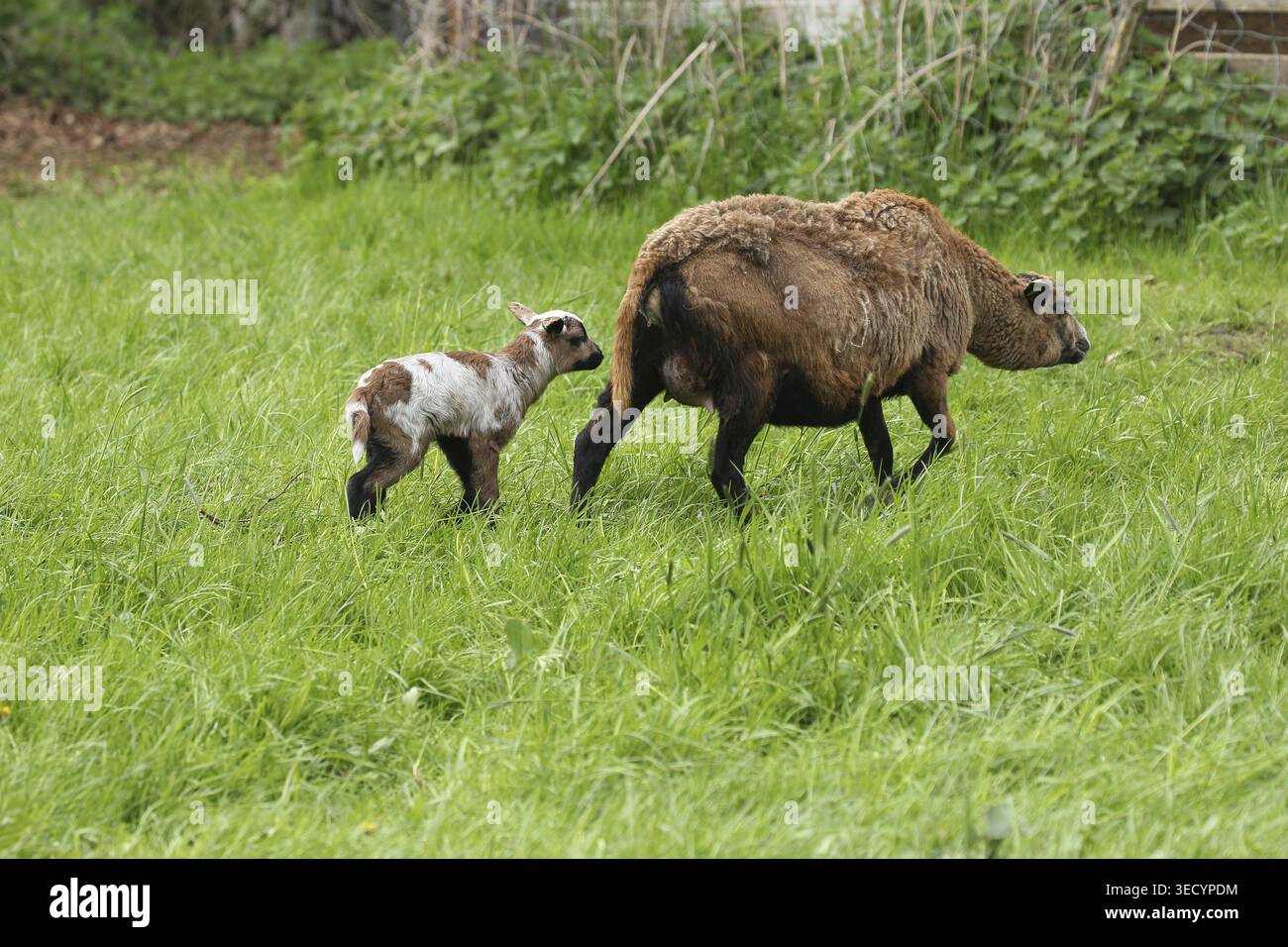 Mouton camerounais (Ovis aries) mère avec agneau de deux jours, élevage libre dans une ferme, Allgaeu, Bavière, Allemagne Banque D'Images