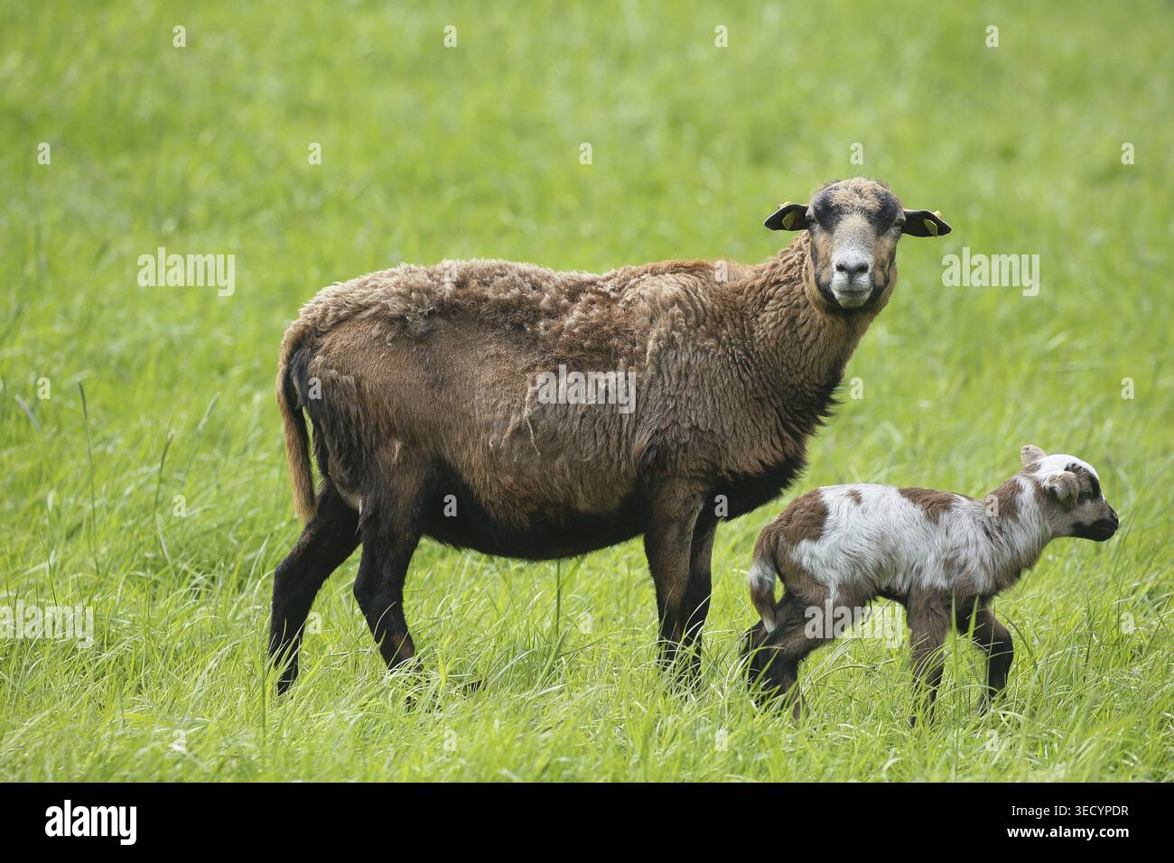 Mouton camerounais (Ovis aries) mère avec agneau de deux jours, cordon ombilical reste encore clairement visible, libre de liberté dans une ferme, Allgaeu, Bavière, allemand Banque D'Images