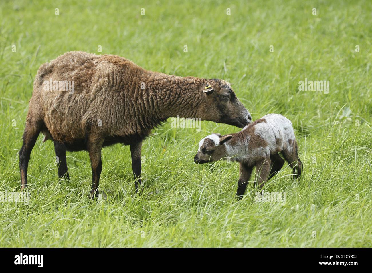 Mouton camerounais (Ovis aries) mère avec agneau de deux jours, élevage libre dans une ferme, Allgaeu, Bavière, Allemagne Banque D'Images