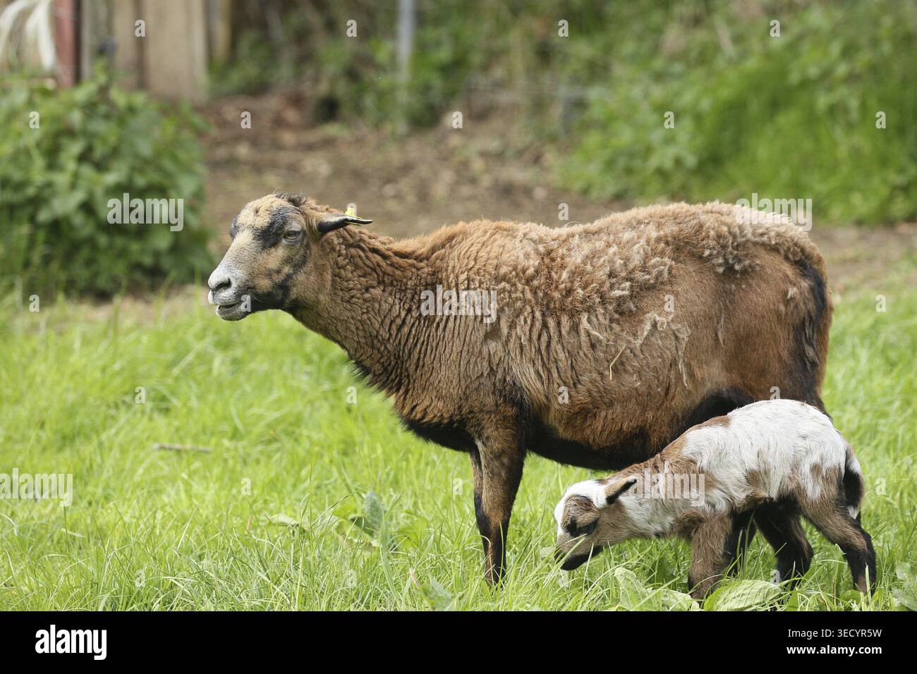 Mouton camerounais (Ovis aries) mère avec agneau de deux jours, élevage libre dans une ferme, Allgaeu, Bavière, Allemagne Banque D'Images
