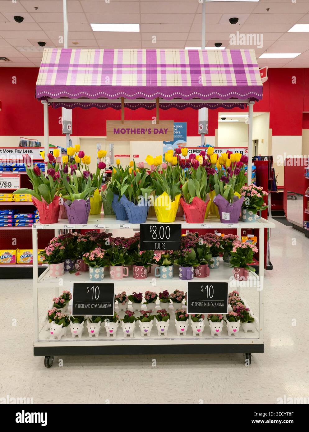 Présentoir de fleurs de la fête des mères avec tulipes colorées et plantes en pot à vendre dans un magasin Target, présentant des idées de cadeaux et de vente au détail saisonnière - Image de stock capturée avec un smartphone