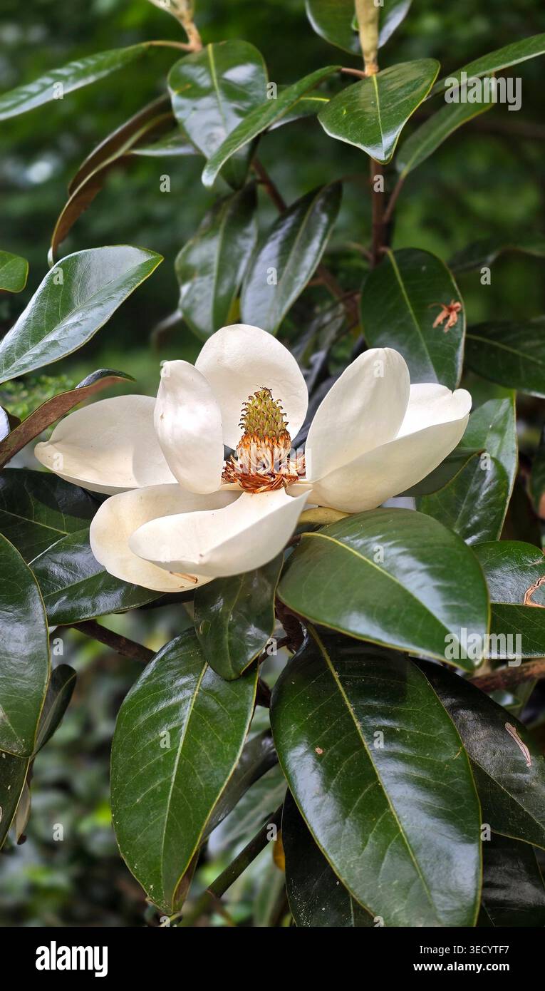 Gros plan d'une fleur blanche de magnolia avec des feuilles vertes brillantes, fleurissant dans un jardin, montrant la beauté naturelle et les détails botaniques. - Image de stock capturée avec un smartphone