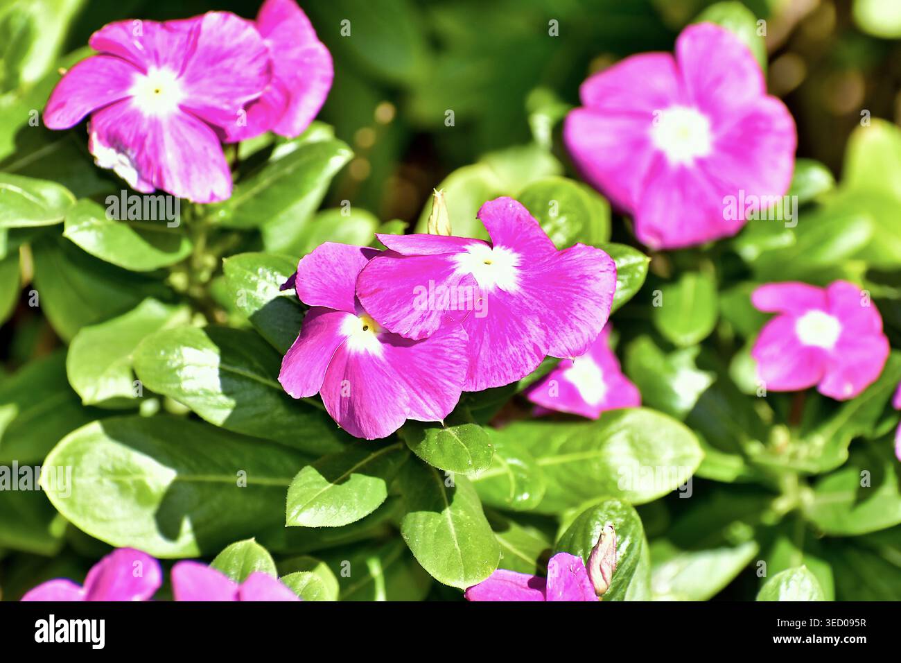 Les fleurs rose vif à cinq pétales avec des centres blancs éclatants se distinguent sur un fond de feuilles vertes brillantes. Banque D'Images