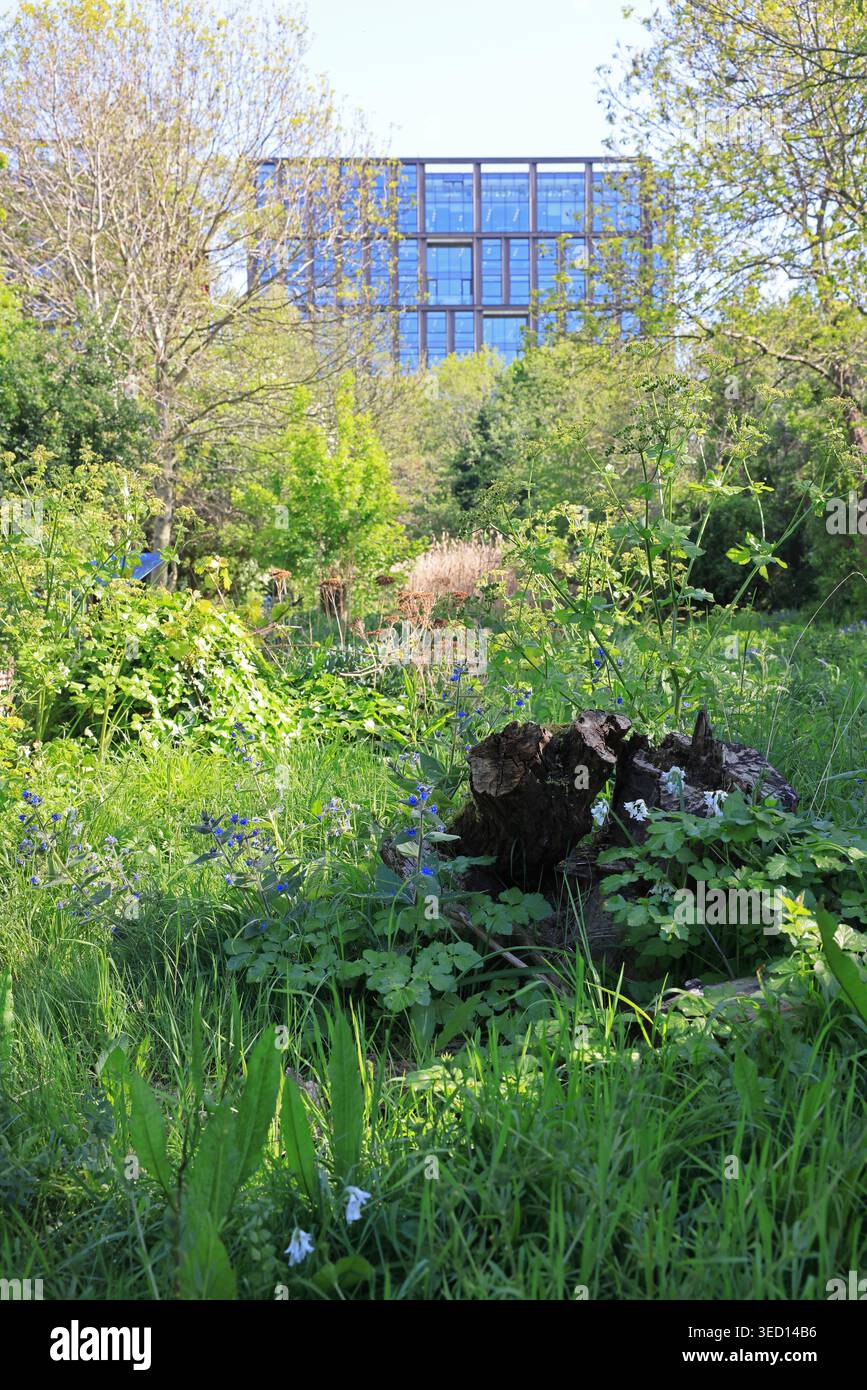 Météo printanière à la réserve naturelle de Camley gérée par le London Wildlife Trust à Kings Cross, au nord de Londres, au Royaume-Uni Banque D'Images