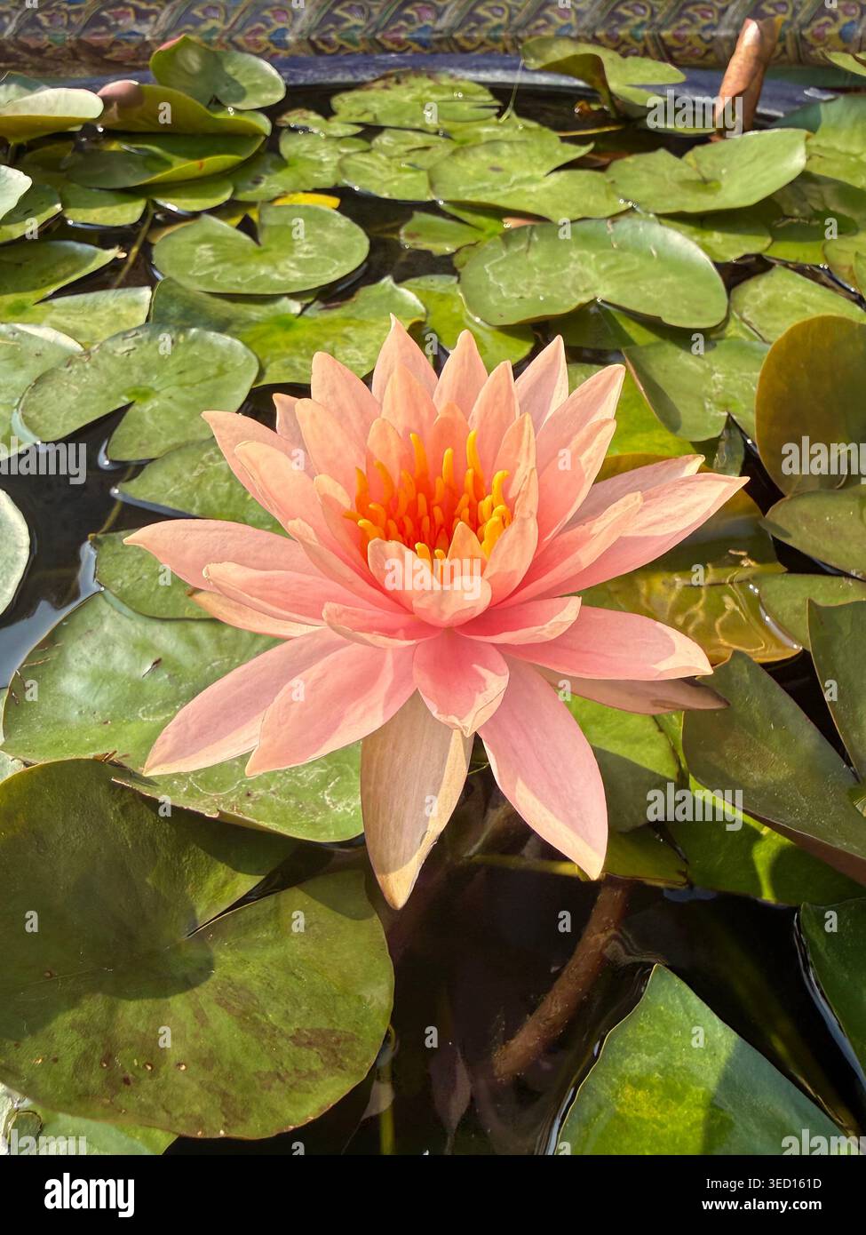 Nénuphar rose en fleur flottant sur un étang parmi les nénuphars verts. - Image de stock capturée avec un smartphone