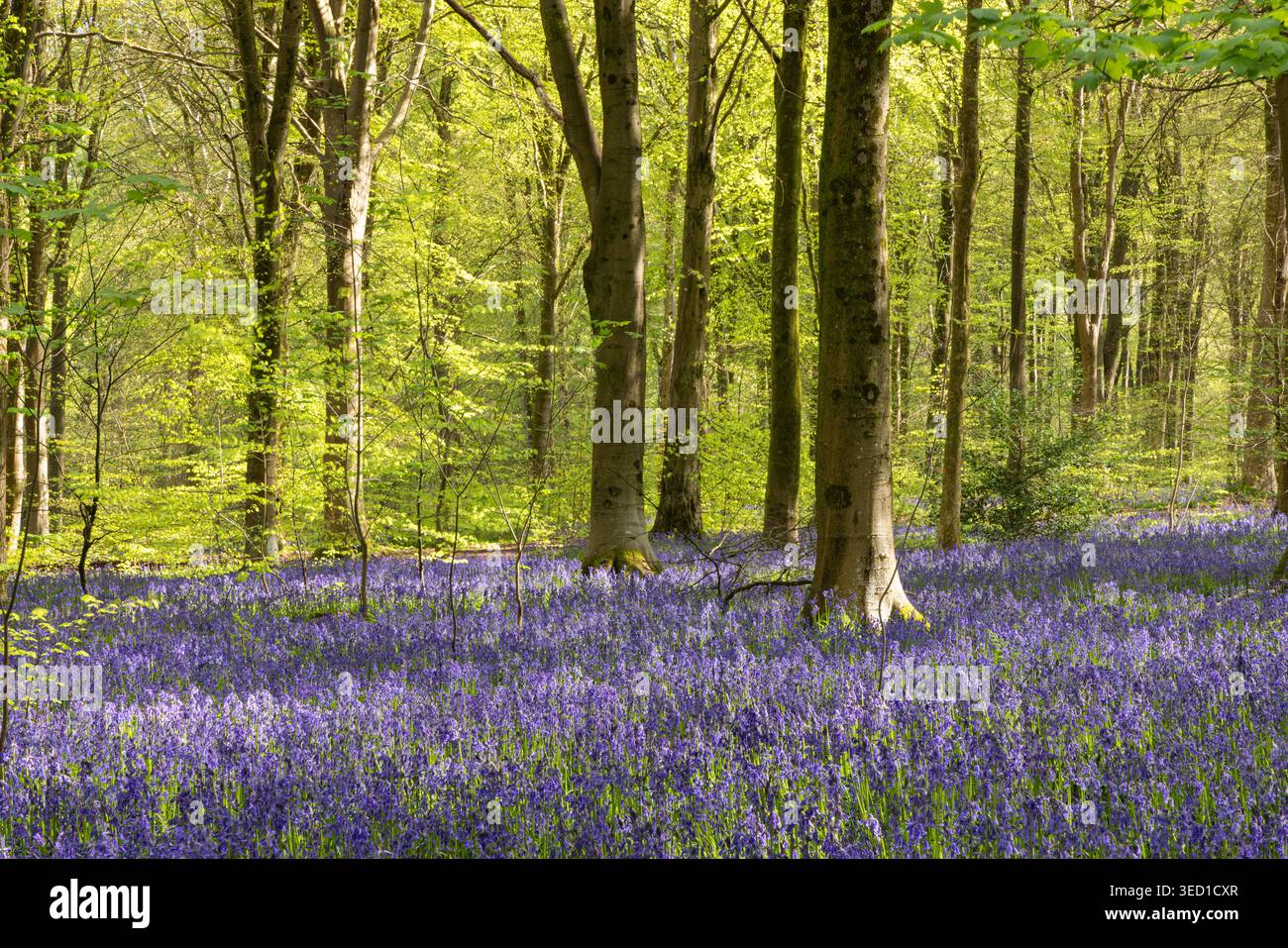 Magnifique West Woods à Marlborough au printemps quand des masses de bluebells tapissent le sol de la forêt dans la forêt de bluebell, Wiltshire, Angleterre, Royaume-Uni Banque D'Images