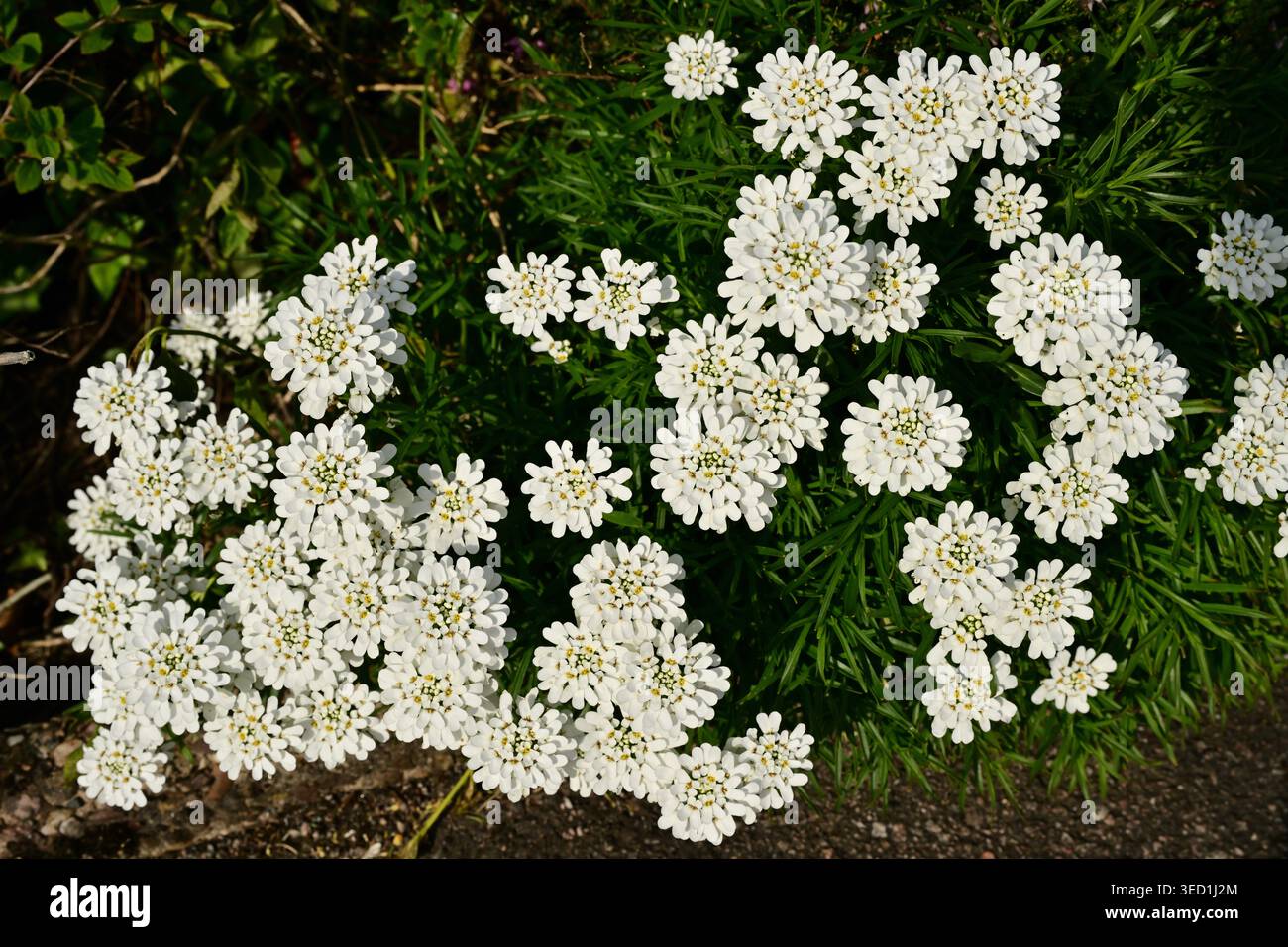 Grappe de petites fleurs blanches de jardin dans un feuillage luxuriant Banque D'Images