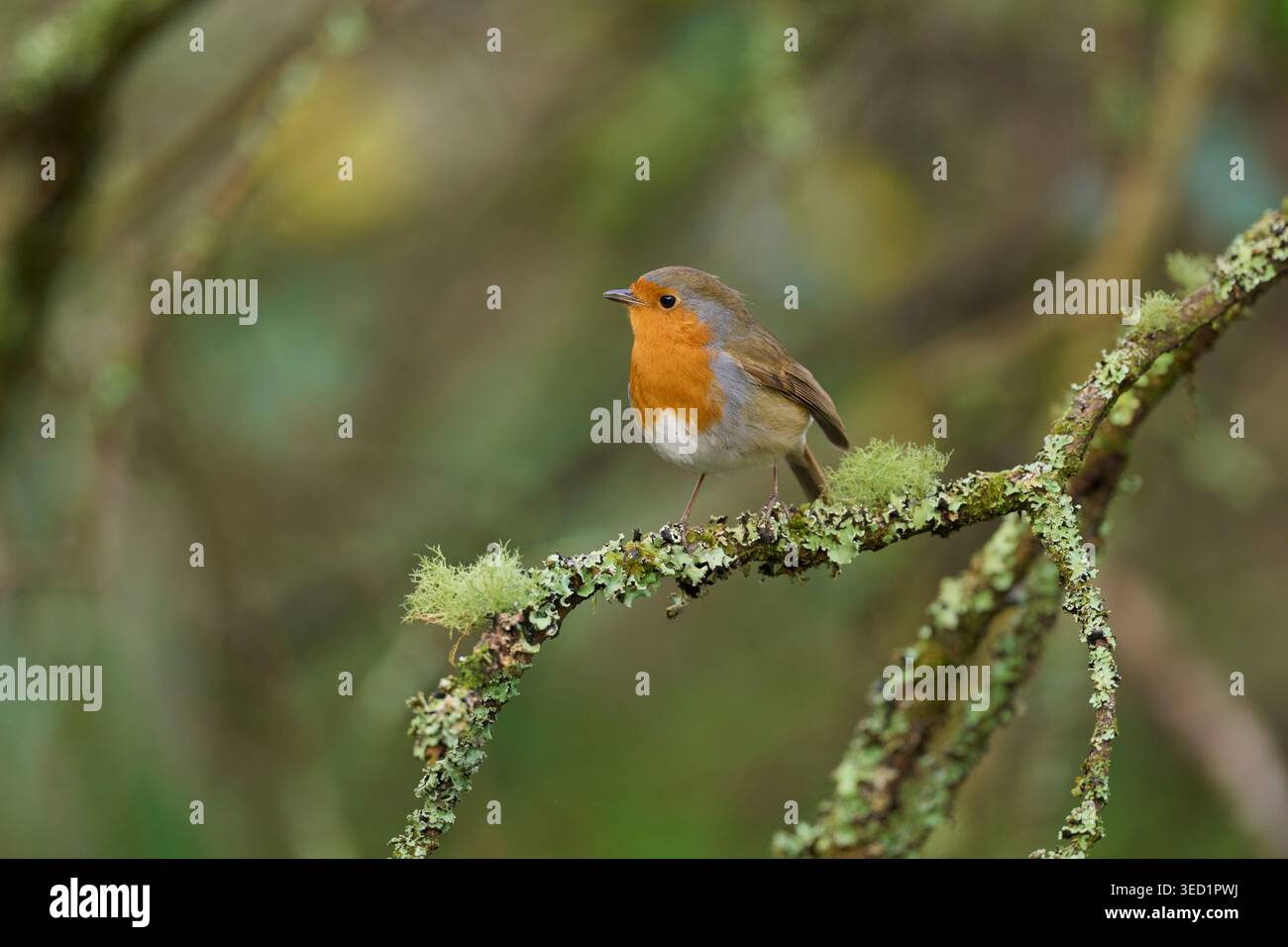Robin (Erithacus rubecula) dans les bois anciens. Falmouth, Cornouailles, Royaume-Uni. Décembre. Banque D'Images