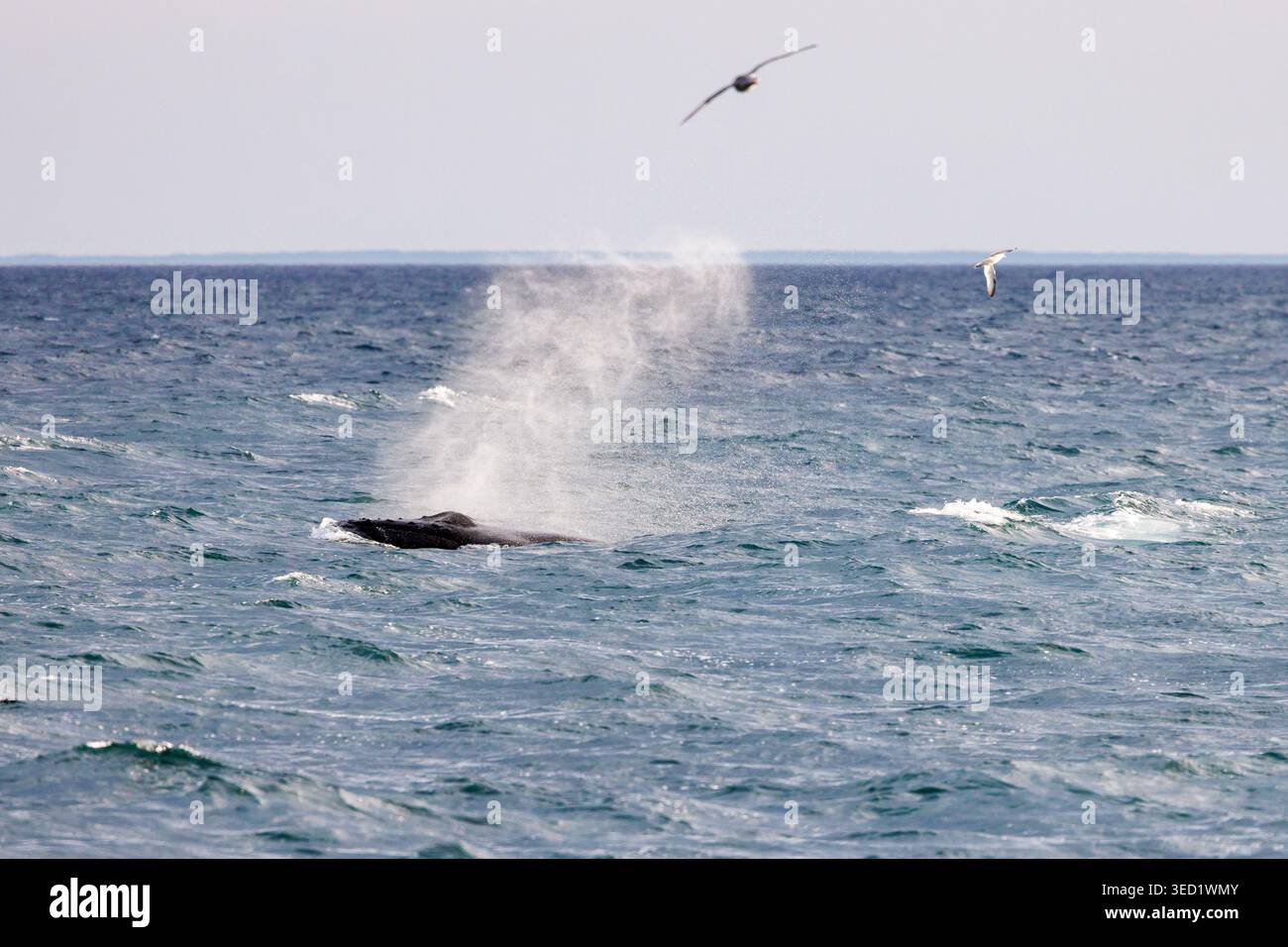 Baleine bleue, Balaenoptera musculus, surface pour excréter l'air par son sang. Le mammifère marin est le plus grand animal de la planète et on le voit Banque D'Images