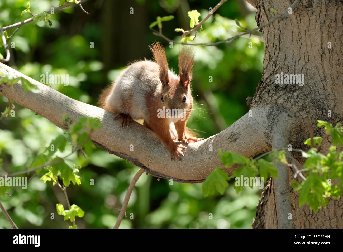 Un écureuil animé s'équilibre sur une branche d'arbre, entouré d'une végétation luxuriante. Banque D'Images