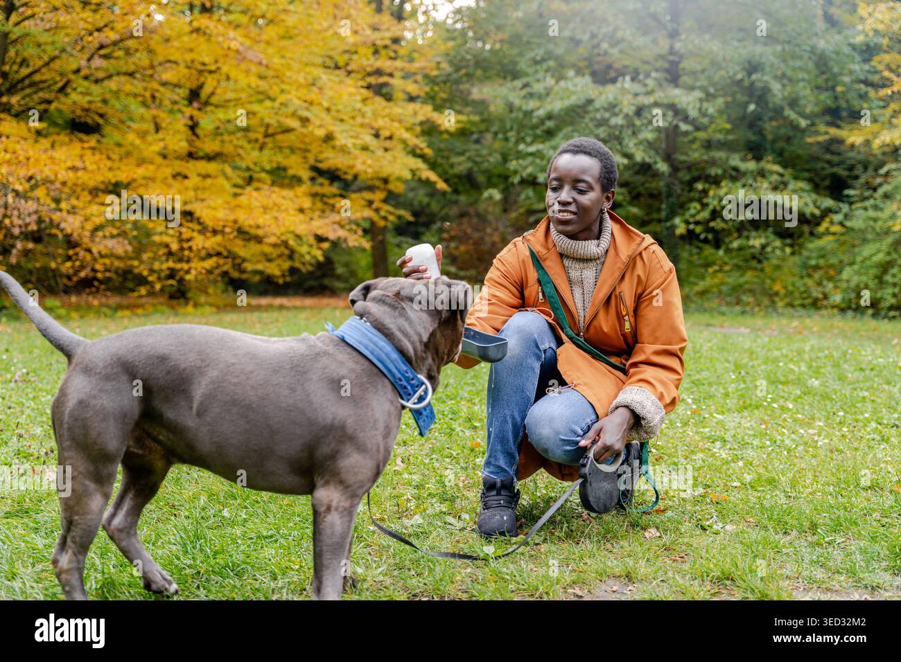 Moment d'automne comme jeune femme à la peau foncée en veste orange donne de l'eau au grand chien gris Banque D'Images