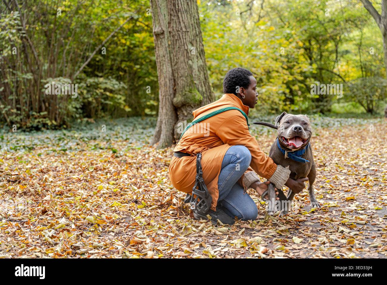 Jeune femme à la peau foncée aidant son grand chien pendant la promenade d'automne dans le parc forestier Banque D'Images