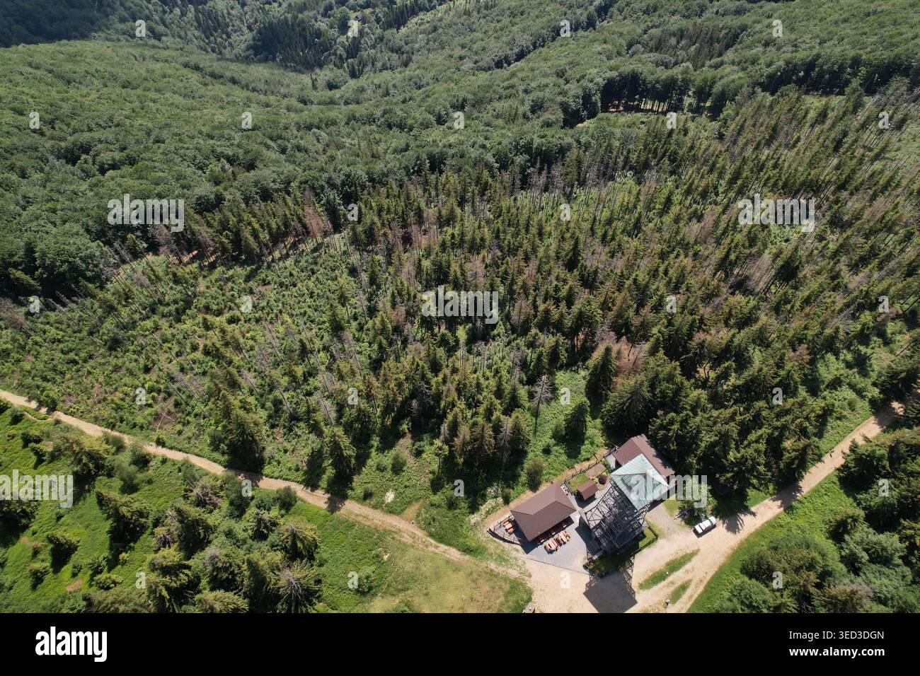 Vue aérienne d'une forêt luxuriante avec un sentier de randonnée traversant, une tour d'observation en bois et de petits bâtiments à la lisière de la forêt Banque D'Images