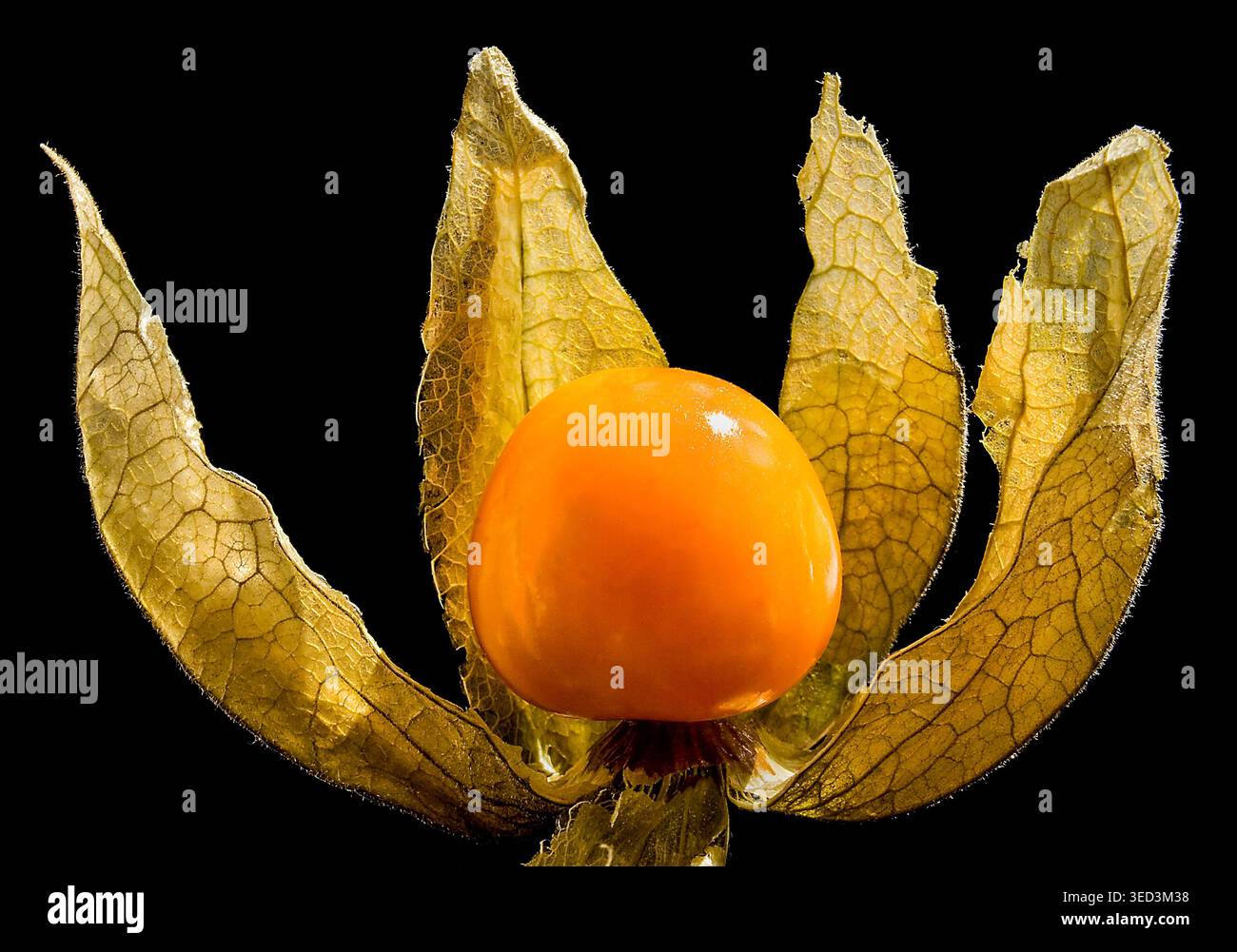 Goldenberry (groseille du Cap) émergeant de sa délicate enveloppe de papeterie sur un fond noir. Banque D'Images