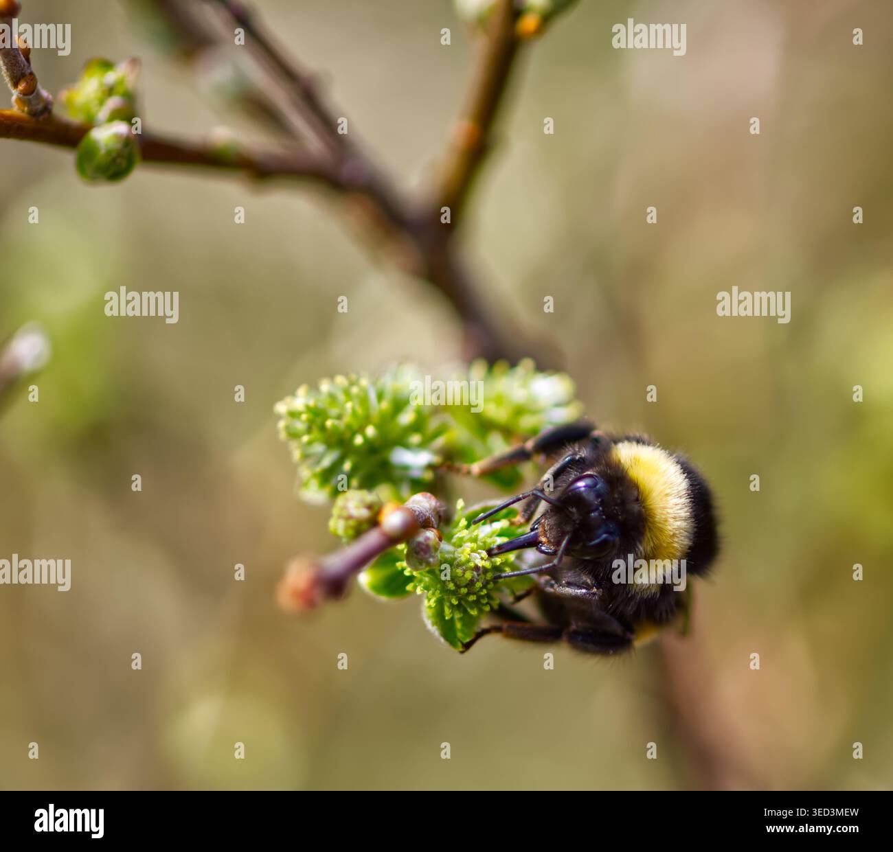 Bourdon sur fleur Banque D'Images