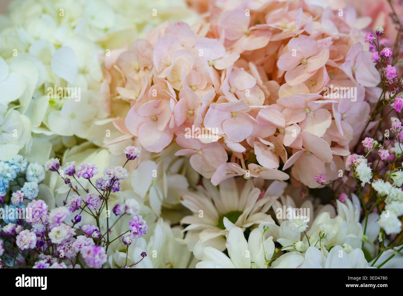 Close-up de fleurs colorées mettant en valeur diverses floraisons Banque D'Images