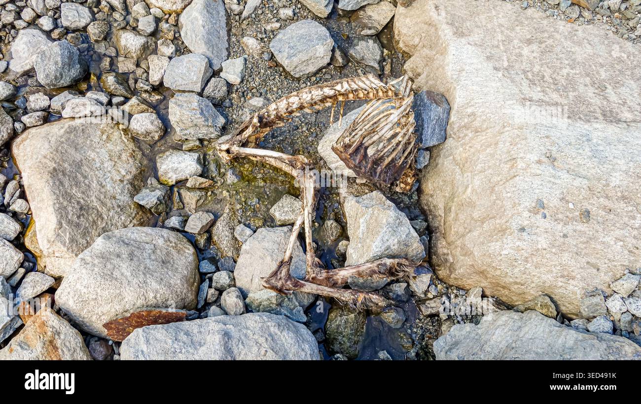 Squelette animal révélant l'impact humain sur l'environnement du glacier d'Aletsch Banque D'Images