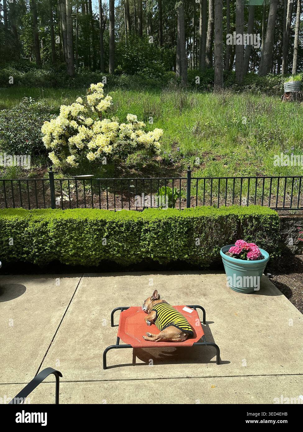 Bouledogue français portant une chemise d'abeille dormant sur un lit de chien sur un patio d'une maison. Banque D'Images
