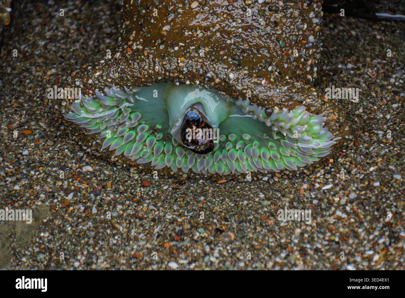Une anémone verte de mer repose sur une roche sombre et texturée tout en expulsant un fragment de coquille blanche Banque D'Images