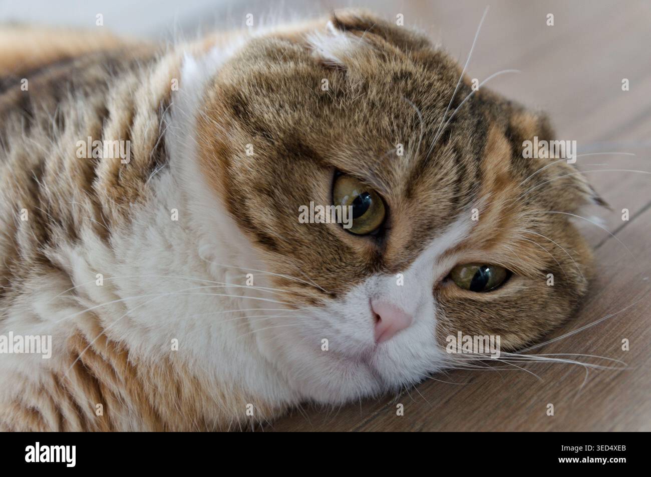 gros plan tabby multicolore scottish fold years chat Banque D'Images