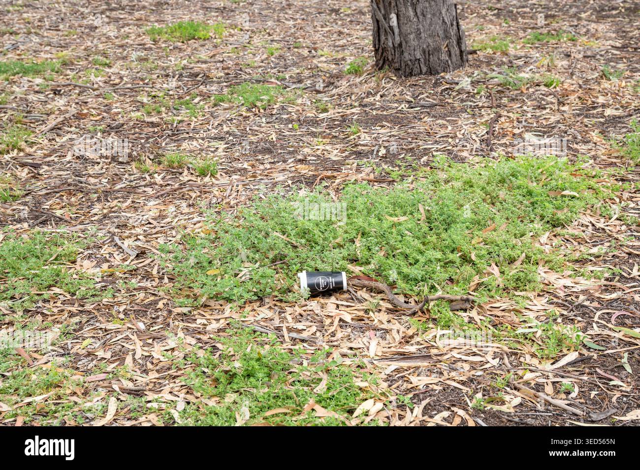 Une tasse de café en papier couchée sur le sol à côté d'un arbre. Banque D'Images