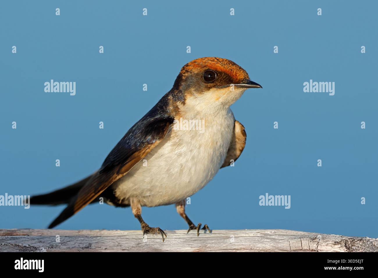 Une hirondelle à queue métallique (Hirundo smithii) perchée contre un ciel bleu clair, Botswana Banque D'Images