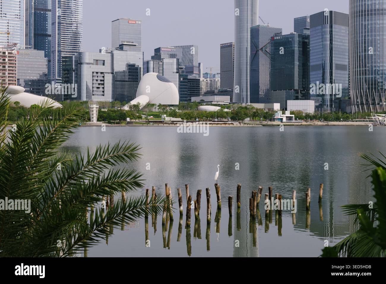 Shenzhen Bay culture Square, musée en bord de baie, vue extérieure avec parc paysager. Architecture design par MAD Architects. Banque D'Images