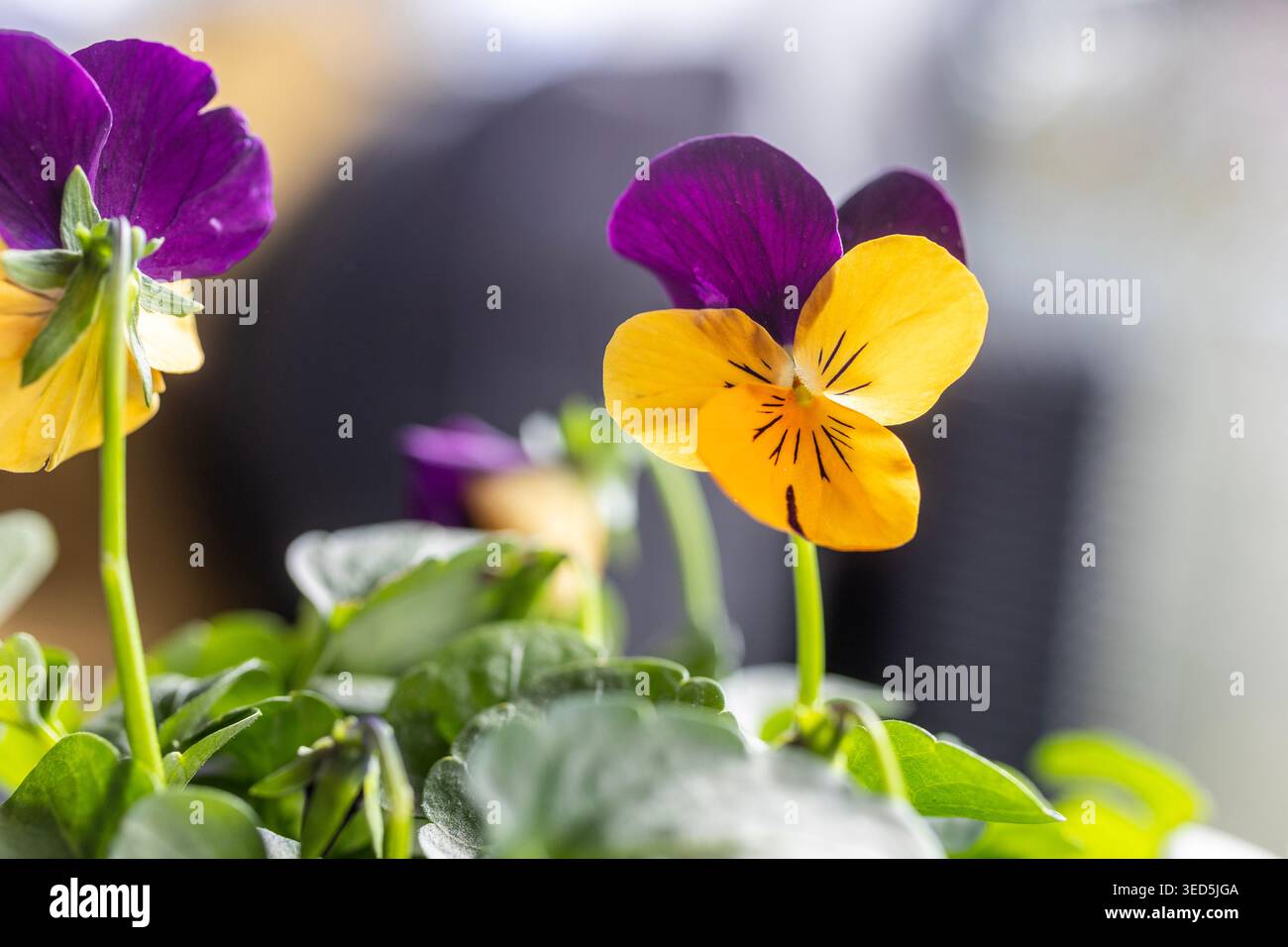 Une pensée vibrante avec des pétales supérieurs violets profonds et des pétales inférieurs jaune vif fleurit parmi les feuilles vertes dans une lumière naturelle douce. Banque D'Images