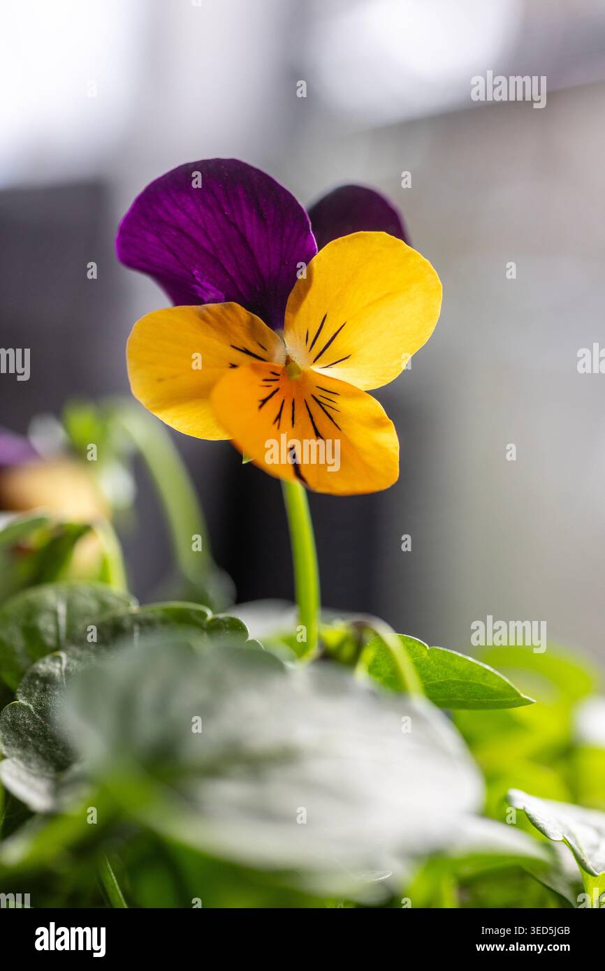 Une pensée vibrante avec des pétales supérieurs violets profonds et des pétales inférieurs jaune vif fleurit parmi les feuilles vertes dans une lumière naturelle douce. Banque D'Images
