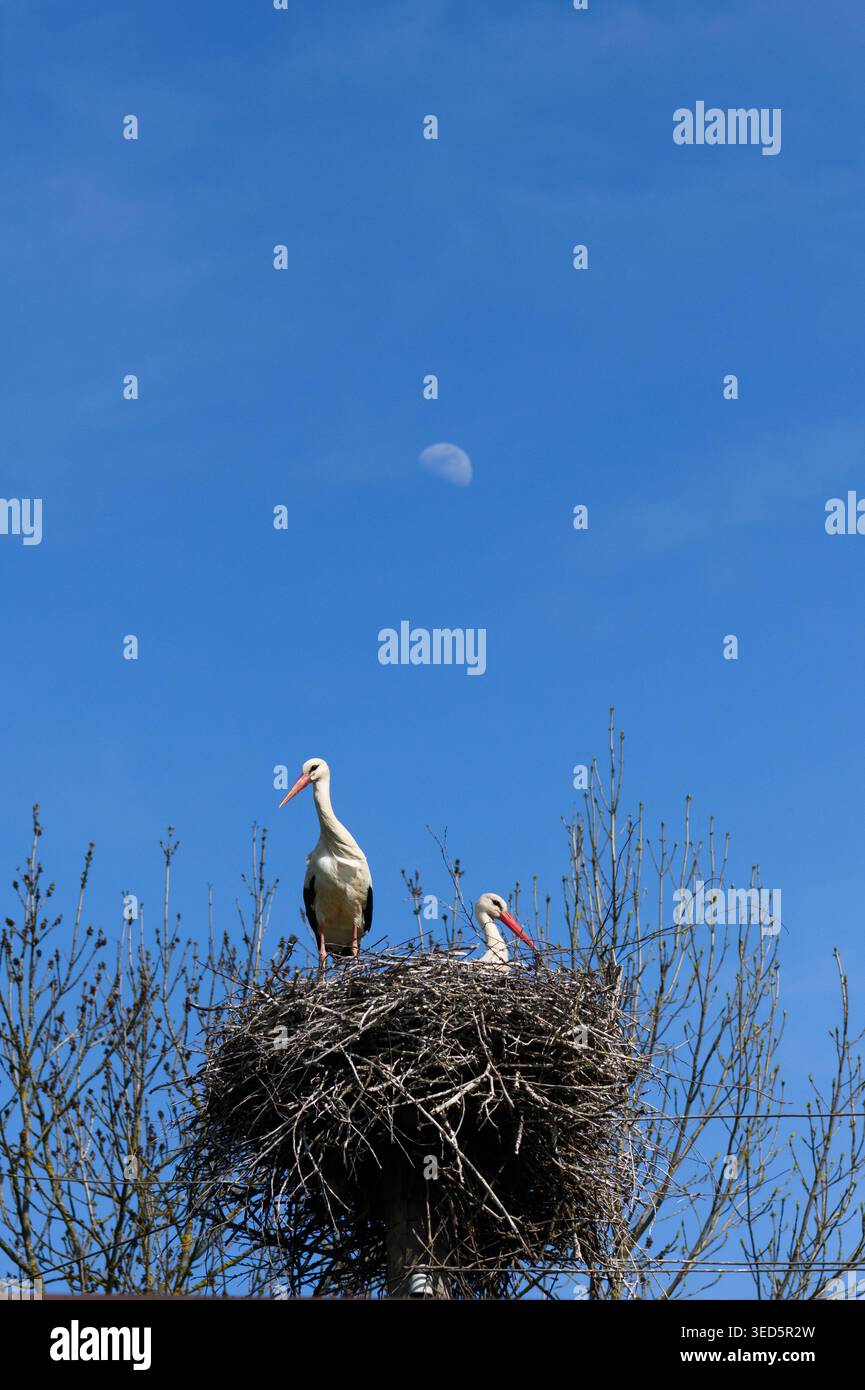 Scène printanière avec des cigognes perchées contre le ciel. Paysage rural serein avec cigognes et ciel bleu ouvert Banque D'Images