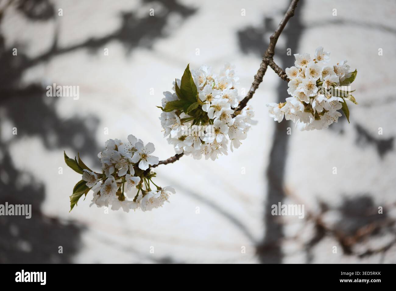 Délicates fleurs de cerisier blanc sur la branche, ombres douces projetées sur le mur texturé, pétales croustillants et feuilles vertes fraîches, étude botanique minimaliste capture Banque D'Images