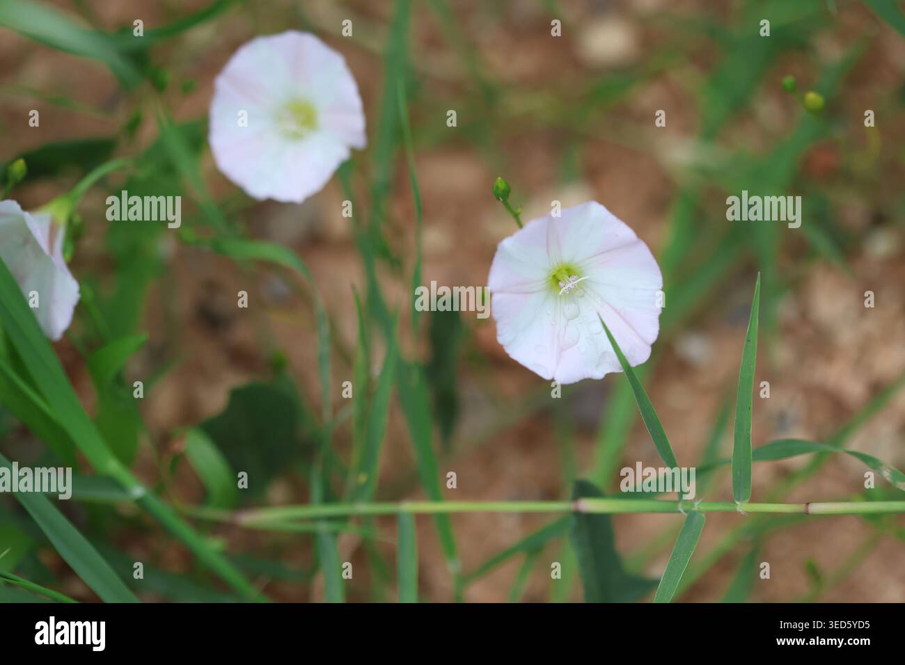 Gros plan de fleurs de limonerie (Convolvulus arvensis) et de feuilles en forme de flèche dans un pré printanier Banque D'Images