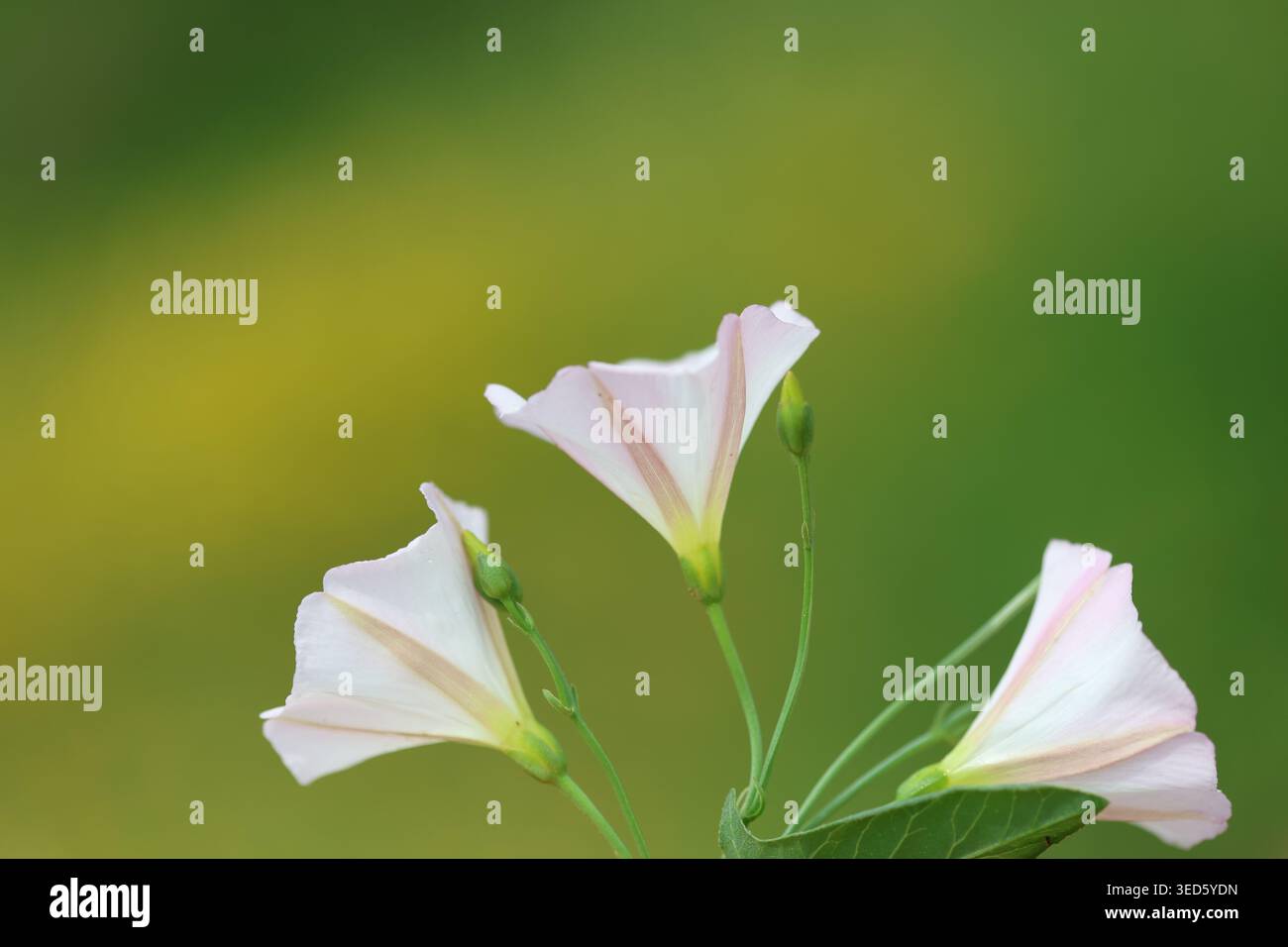 Gros plan de fleurs de limonerie (Convolvulus arvensis) et de feuilles en forme de flèche dans un pré printanier Banque D'Images