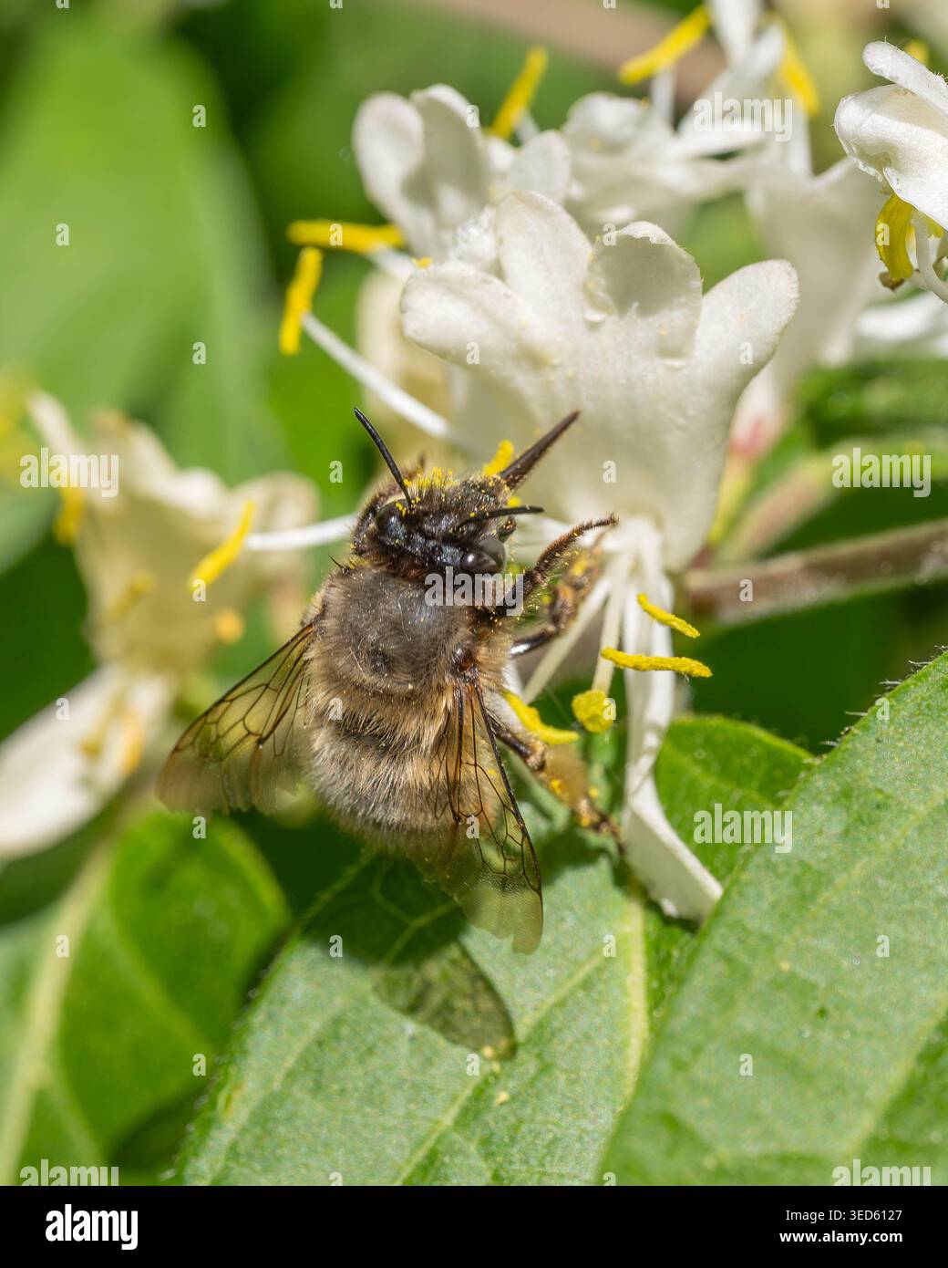 Bio Diversity - Anthophora plumipes - abeille spéciale sur fleur blanche. Photo de haute qualité Banque D'Images