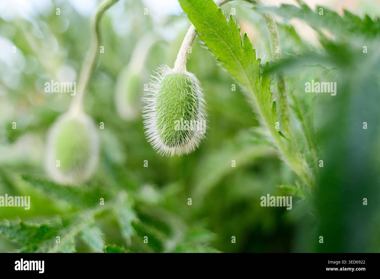Bourgeon de pavot rouge non ouvert entouré d'herbe verte au soleil. Concept d'éveil de la nature sauvage, future floraison florale, et fragile beauté botanique du Banque D'Images