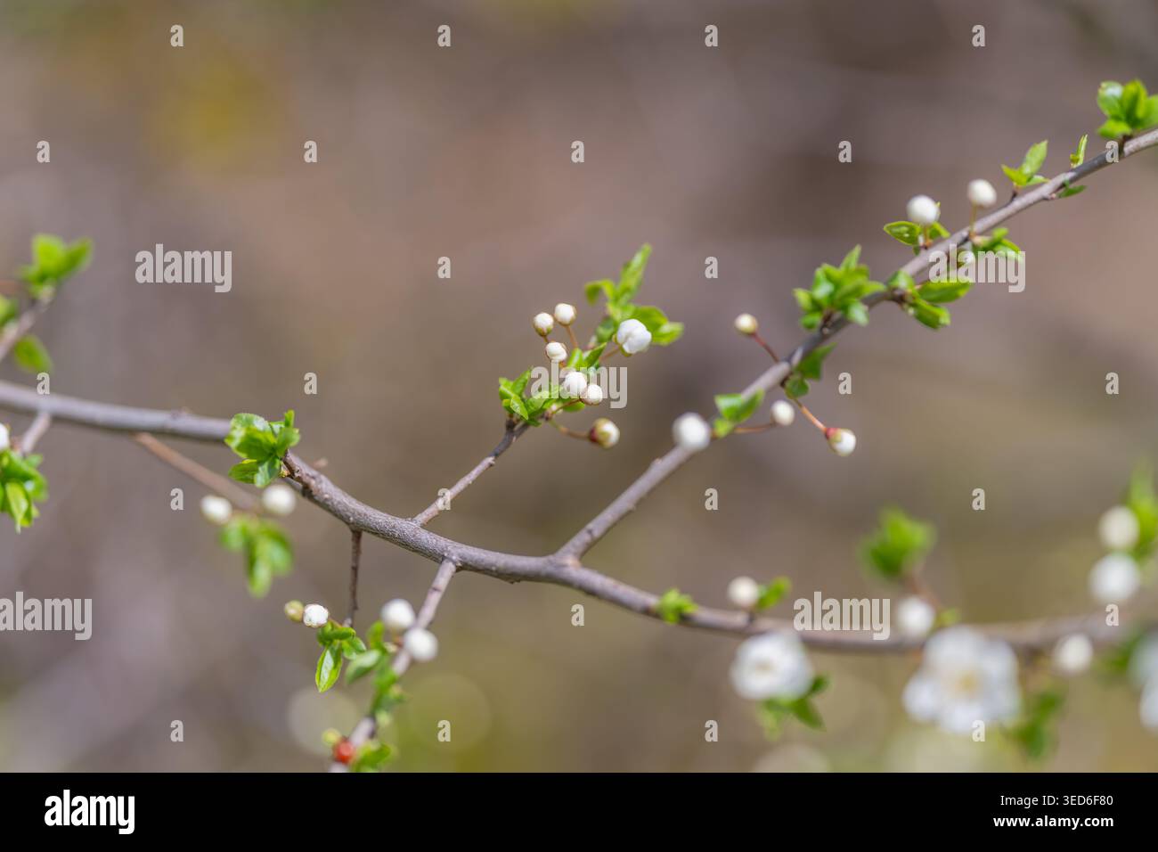 Brindille minimale avec des bourgeons et des fleurs, le fond neutre souligne la texture et la composition linéaire pour l'étude botanique et l'observation macro. Banque D'Images