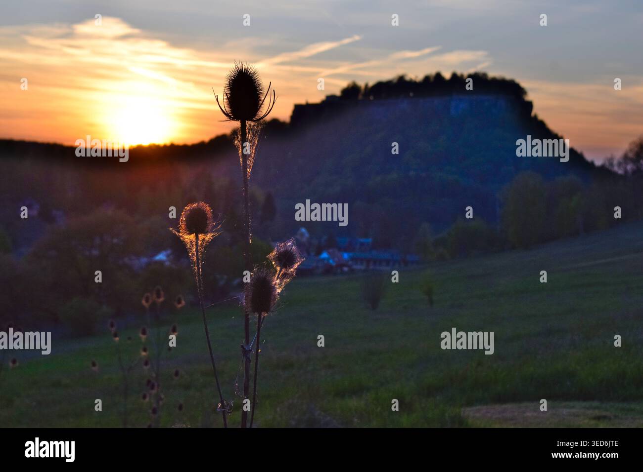 Wilde Karden in Pfaffendorf mit Festung Königstein im Hintergrund Banque D'Images